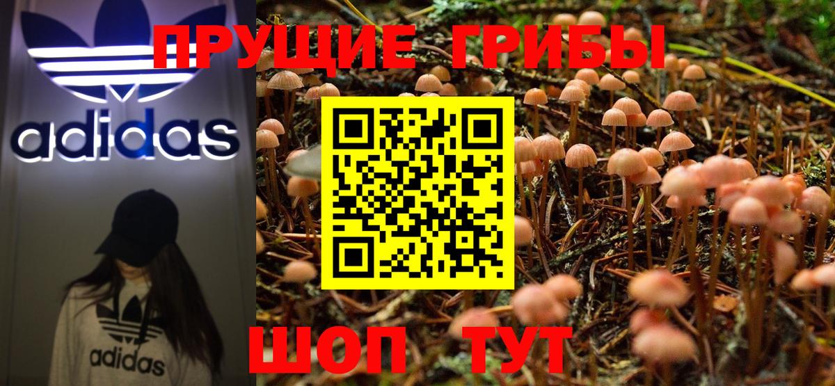 Галлюциногенные грибы Psilocybe Бузулук